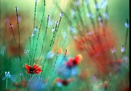 Wild Flowers - art, misted, wild flowers