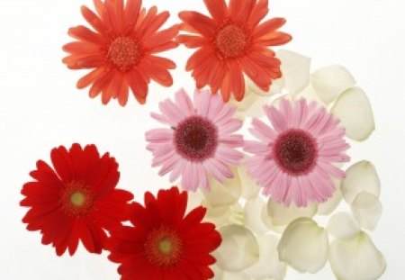 Gerbera Mix - petals, gerbera flowers