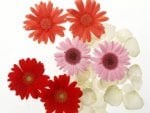 Gerbera Mix