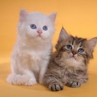 persian kittens