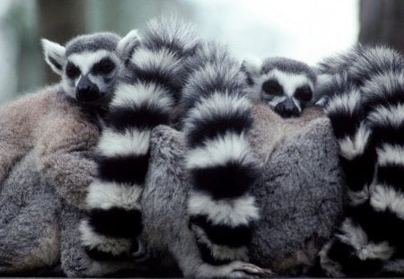 a lump of lemurs - cute, animal, lemur, wild life