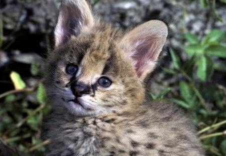 african serval kitten - serval, wild life, africa, kitten