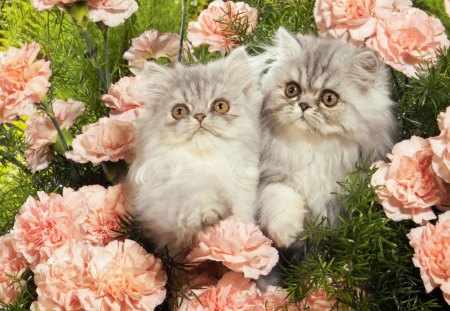 cute kitten in roses - roses, domestic, cute kittens, cat, nature, kitten, cute, cats, animals