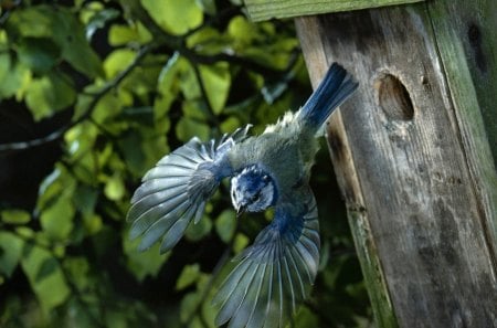 bird leaving the nest - nest, nature, bird, flying