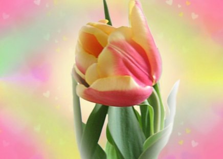 Spring Love - tulip, hearts, pastel colours