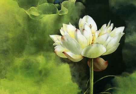 Water Lily