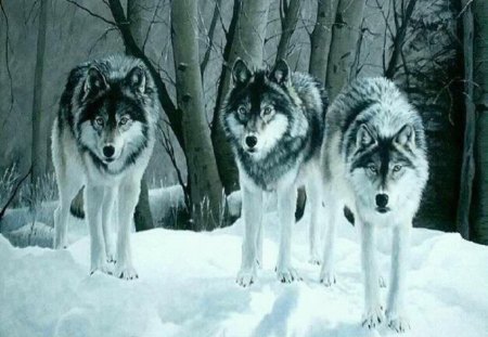 Beauty In Winter - wolves, animals, winter, dogs, nature, other