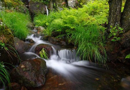 Deep In The Forest - forest, trees, waterfall, river