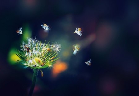 Dandelion - nature, abstract, dandelion, flowers, plants