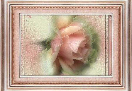 framed rose - photography, framed, still life, rose