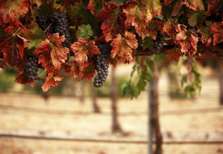 Grape Vineyard - grape, nature, vine, yard