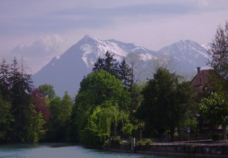 Alps from Lake Thun Swizerland. - lake, trees, swizerland, mountains