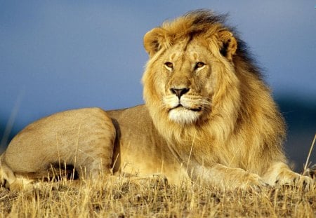 African Lion - lion, animal, wild, african