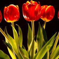 Red Tulips