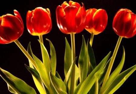 Red Tulips - flowers, tulips, nature, red