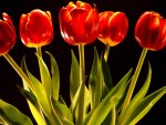 Red Tulips