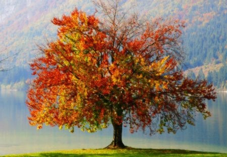 Colorful Tree - nature, colorful, mountain, trees