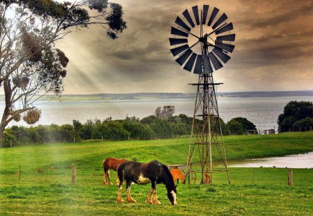 Farm Scene - grass, farm, windmill, cows