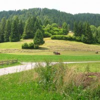 haymaking, fienagione