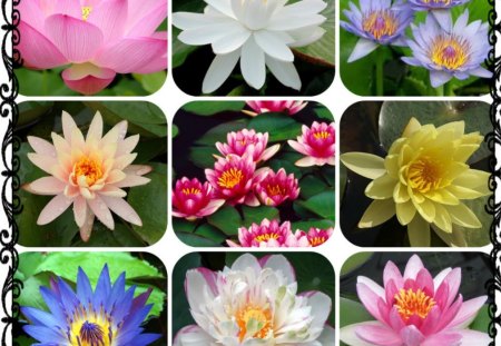 WATER LILIES - lilies, water, collage, pretty