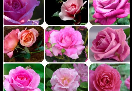 PINK - collage, pretty, rose, pink