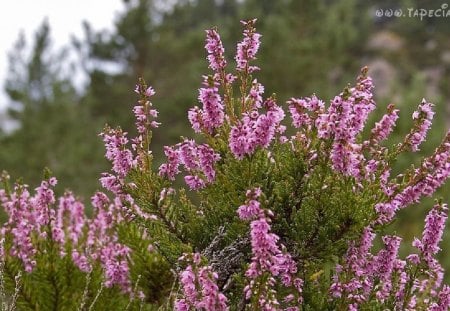 heather - nature, autumn, purple, heather, forest, green, flowers, plants