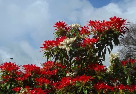 Japanese garden - japanese garden, nature, sky, clouds, red, blue, green, flowers