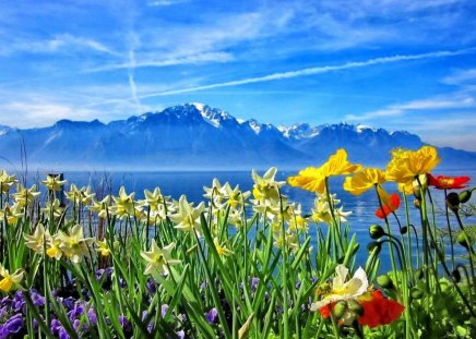 Lake flowers - pretty, sunny, summer, blue, mountain, flowers, fresh, shore, lake, nice, sky, clouds, sunlight, beautiful, sunshine, lovely, freshness, lakeshore, glow, colorful, nature, rays, bright, clear