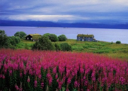 Lake houses - nice, lakeshore, sky, peaceful, countryside, field, meadow, cottages, clouds, green, grass, fresh, houses, lake, summer, shore, lovely, cabins, nature, blue, beautiful, flowers