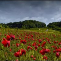 The pastel colors of summer poppy field