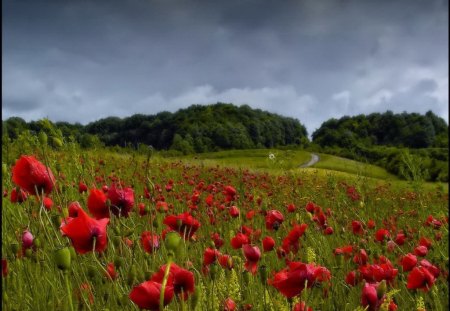 The pastel colors of summer poppy field - pretty, summer, grass, meadow, forest, flowers, fresh, red, field, cloudy, sky, clouds, trees, poppy, delicate, colors, freshness, harmony, colorful, nature, green, pastel