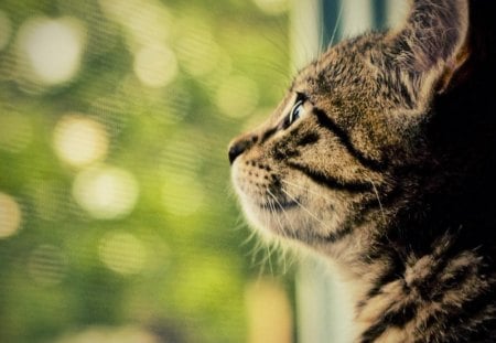 Bokeh - bokeh, green, cat, curiosity