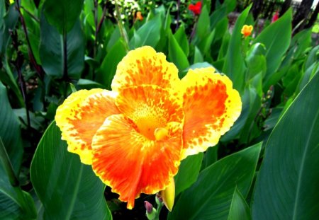 Brightly orange flower - flower, lovely, orange, brightly