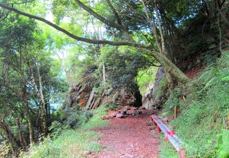 Mountain trail - grass, trail, mountain, tree