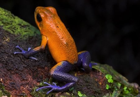 Fancy - purple, frog, log, orange, green