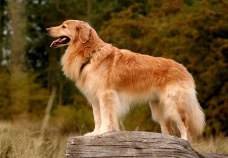 HOVAWART, THE KEEPER OF THE YARD - hovawart, fluffy, dog, beautiful