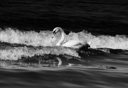 Rough sea - black, white, swan, waves, sea, rough