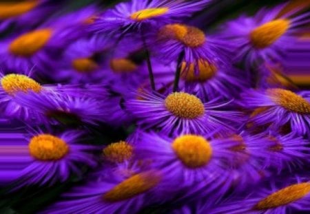 Purple swirl - flowers, swirl, orange, purple