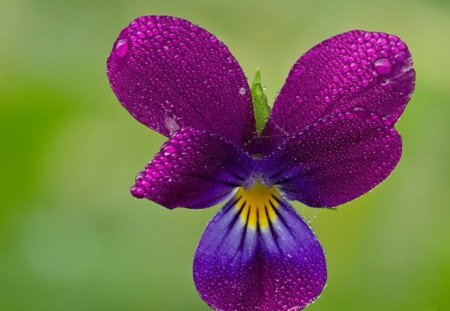 Heart - purple, violet, flower, heart