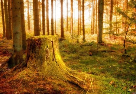 tree stump in a magical forest