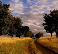 trees along a country road