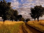 trees along a country road