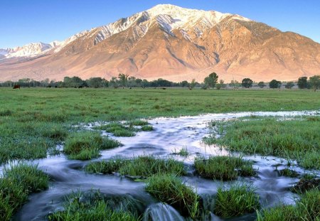 flooded grazing land near a mountan - fields, cows, mountain, flooded, grass