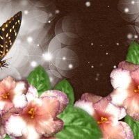 Butterfly Wonder