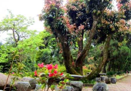 Garden - stone chair, flower, tree, garden