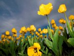 Yellow flowers