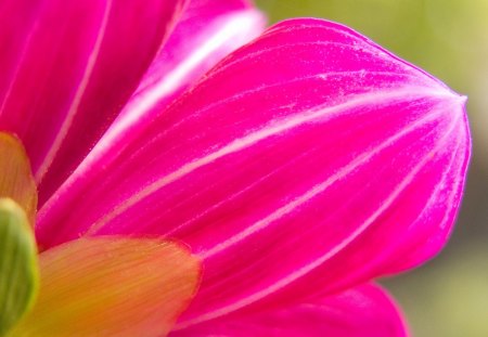 Flower - flower, pink, nature, petal