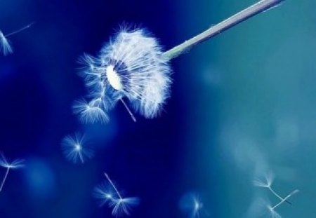 Flower Abstract series2  -dandelion on blue background - series, 1, abstract, flower