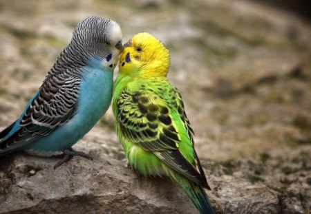 Kissing Parakeets - kissing, parrots, animals, parakeets, birds