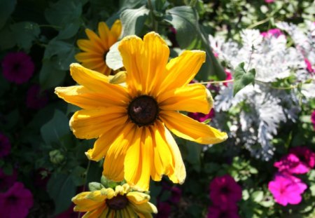 flowers on a sunny Alberta day 06 - flowers, white, yellow, photography, Daisy, pink